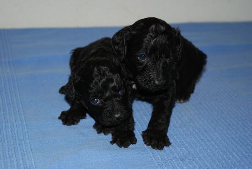 Aussiedoodle